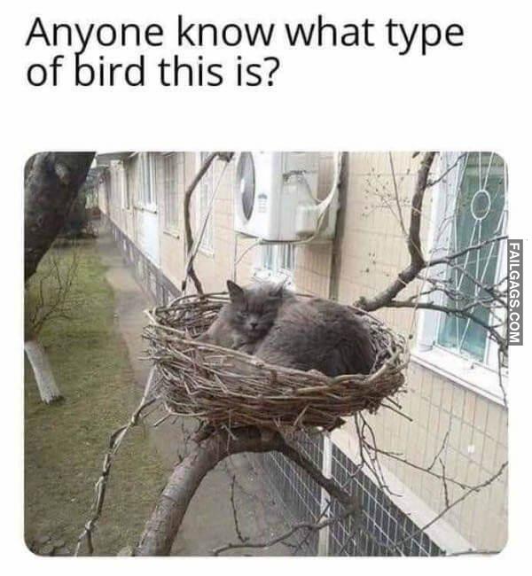 Random Funny Memes 15 1