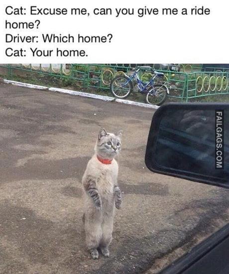 Cat: Excuse Me, Can You Give Me a Ride Home? Driver: Which Home? Cat: Your Home Meme