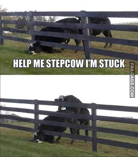 Help Me Stepcow I'm Stuck Meme