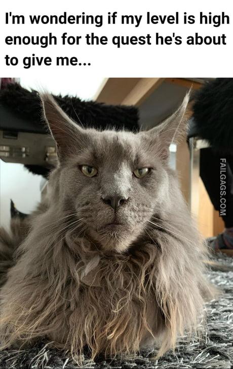 I'm Wondering if My Level is High Enough for the Quest He's About to Give Me Meme