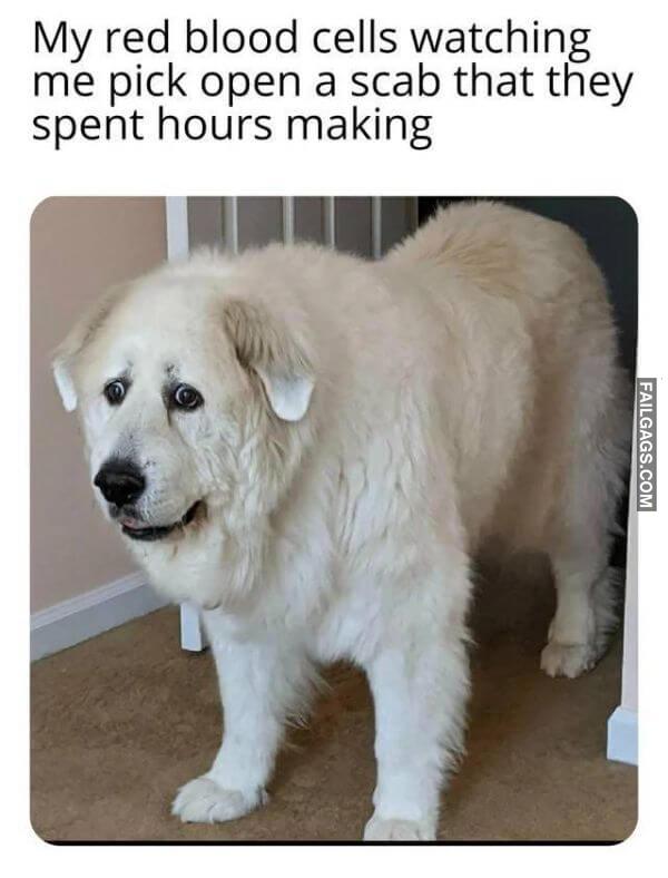 Random Funny Memes 12 4