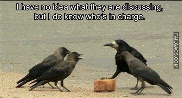 Random Funny Memes 15