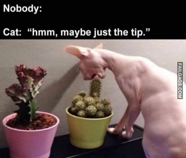 Random Funny Memes 14 6