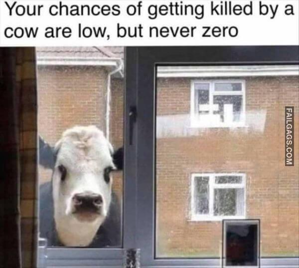 Random Funny Memes 10 5