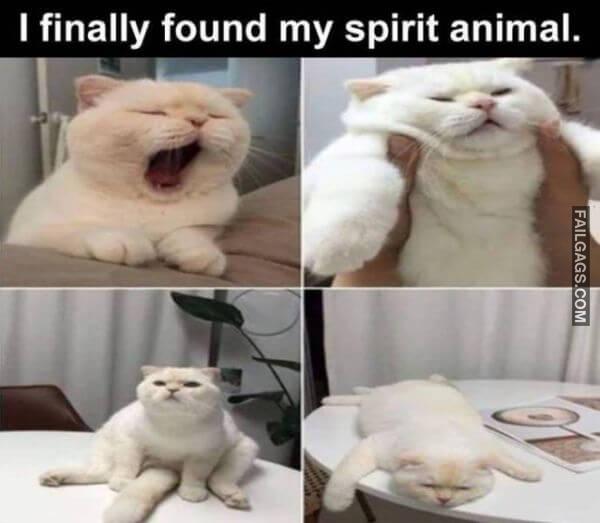 Random Funny Memes 13 3