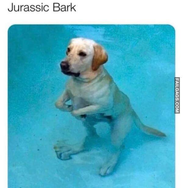 Random Funny Memes 15 4