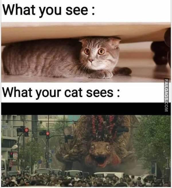 Funny So True Memes 6