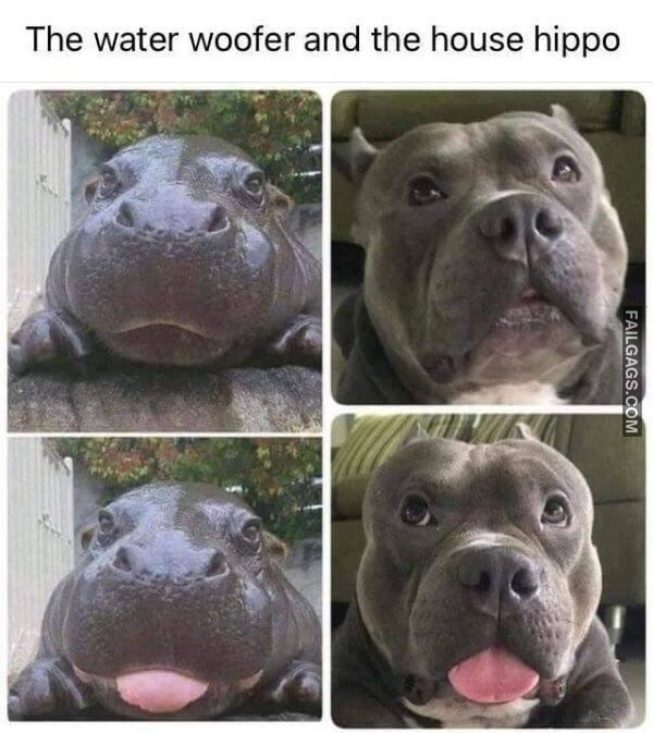 Random Funny Memes 1 9