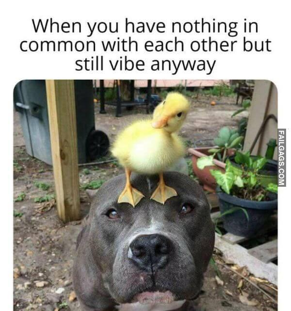 Random Funny Memes 12 6