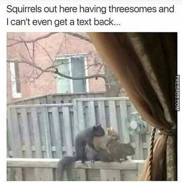 Squirrels Out Here Having Threesomes and I Cant Even Get a Text Back... Dirty Memes