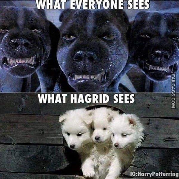 Funny Harry Potter Memes 10