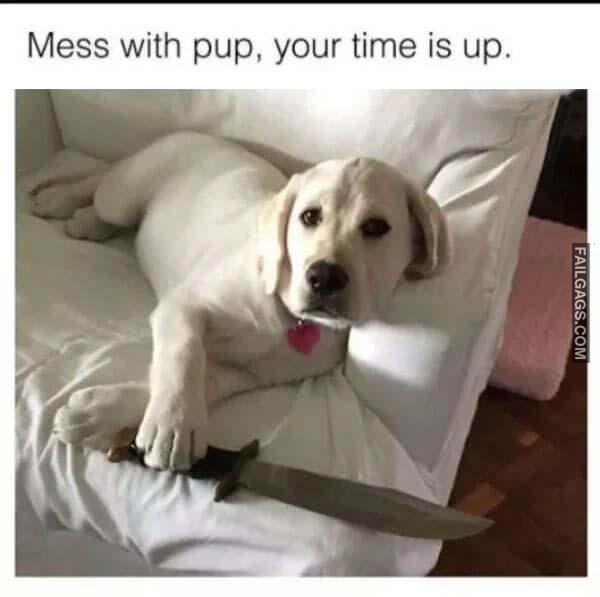 Funny Dog Memes 1