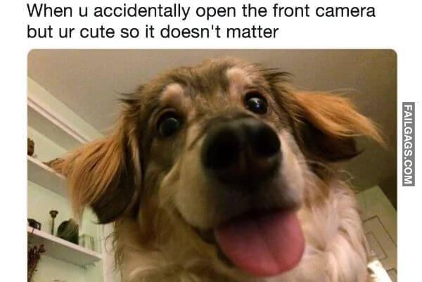Funny Dog Memes 10