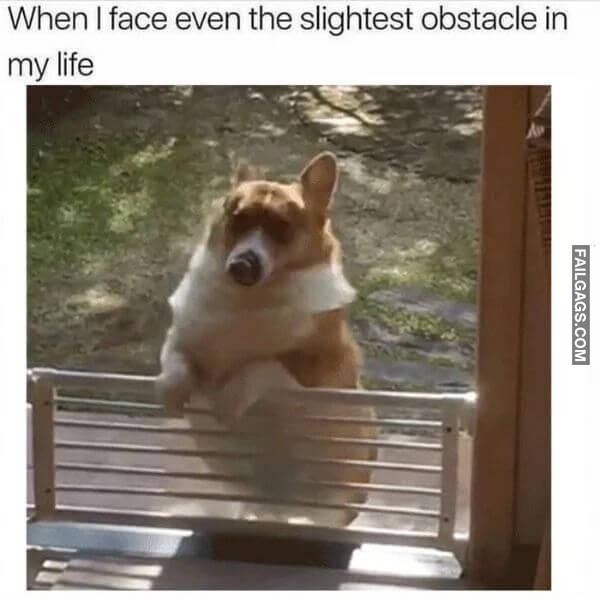 Funny Dog Memes 2