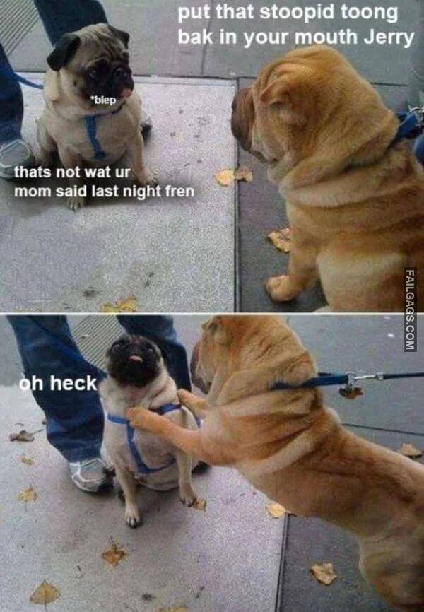 Funny Dog Memes 4