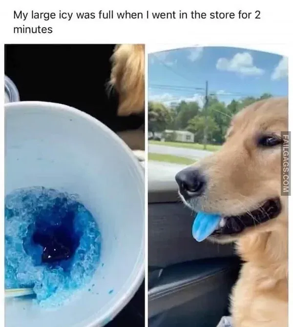 Funny Animal Memes 11