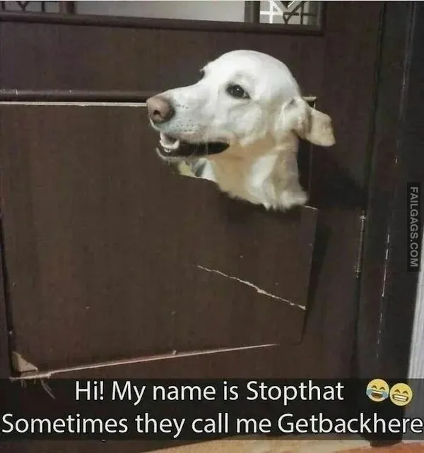 Funny Animal Memes 4