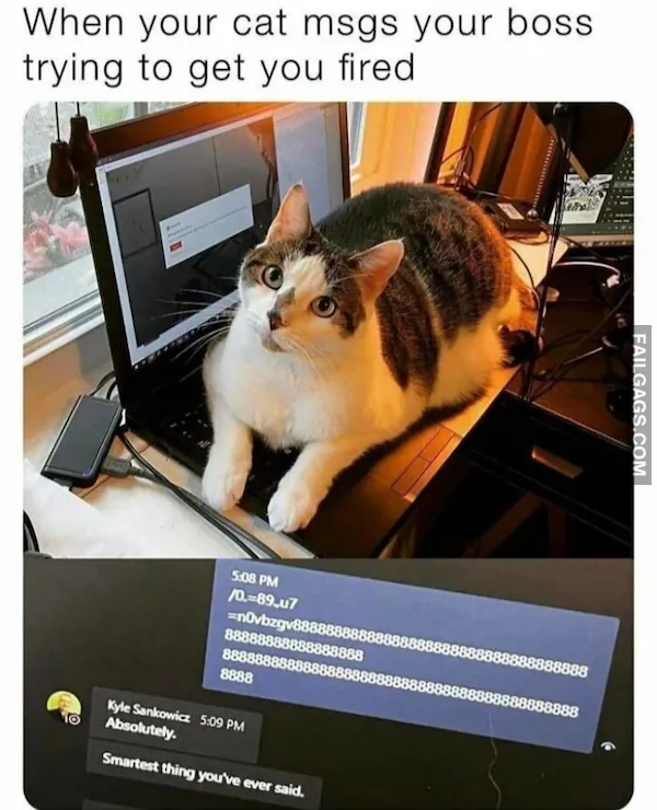 Funny Animal Memes 8