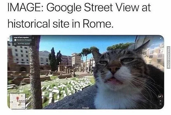 Funny Animal Memes 4