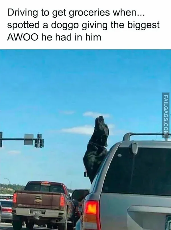 Funny Animal Memes 6