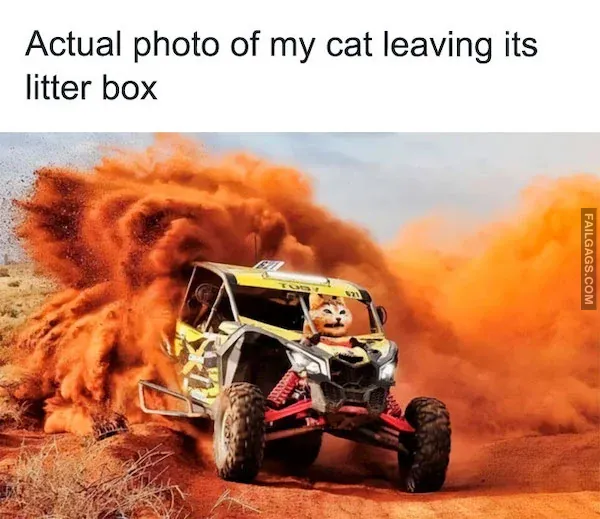 Funny Animal Memes 8