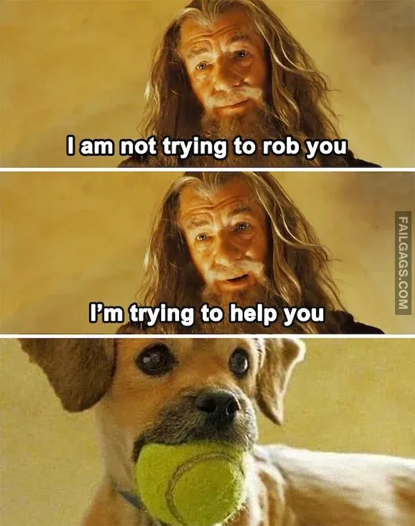 Funny Animal Memes 9