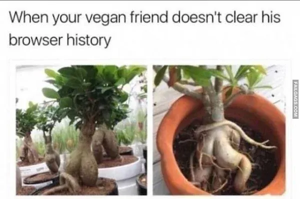 Funny Vegan Memes 7
