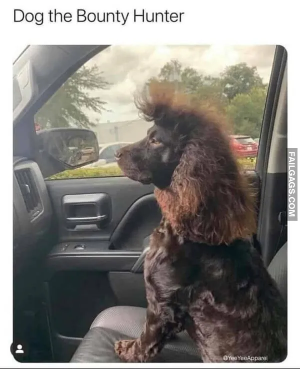 Funny Animal Memes 6