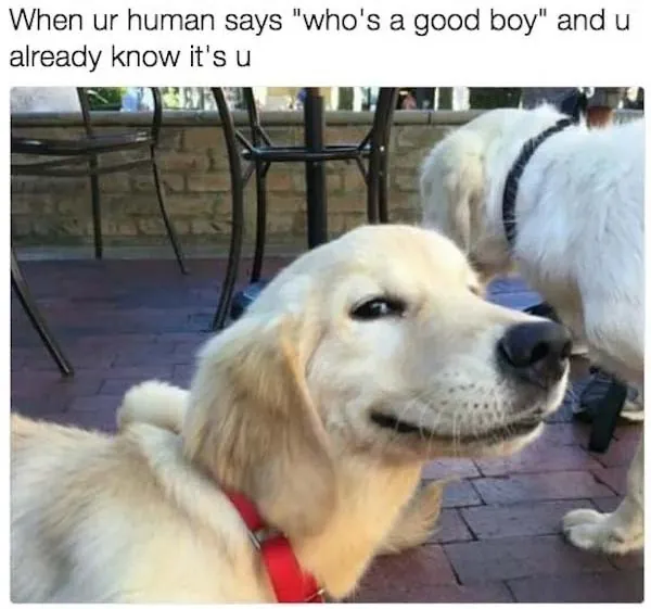 Dog Memes (1)