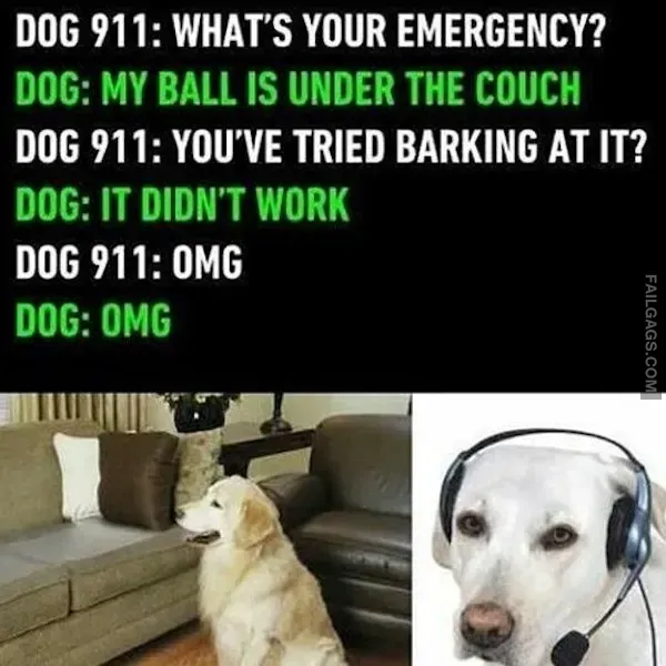 Dog Memes (8)