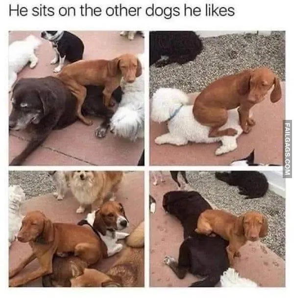 Dogs Memes (10)