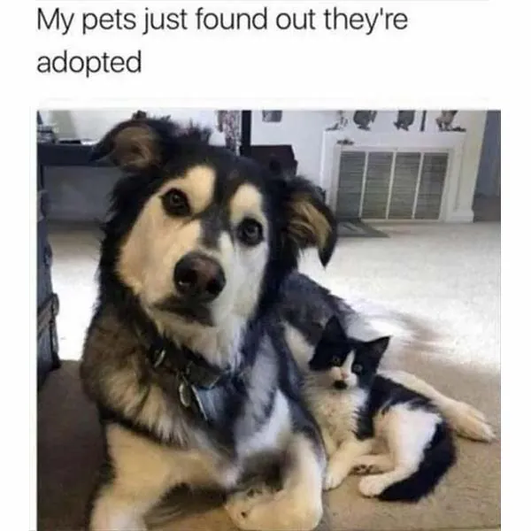 15 Animal memes To Keep You Smiling Today (1)
