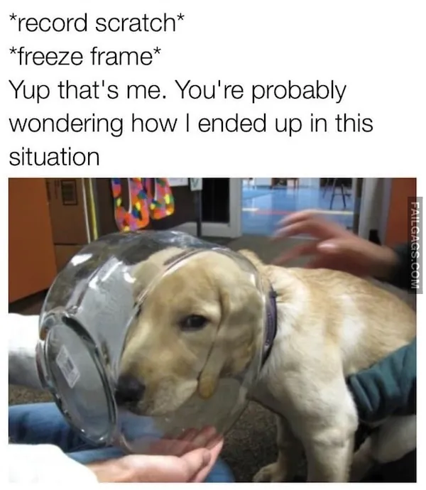 Hilarious Dog Memes (12)