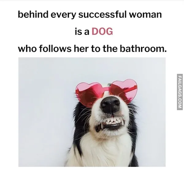 Hilarious Dog Memes (3)