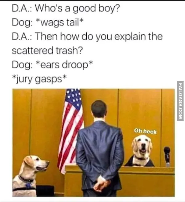 Hilarious Dog Memes (4)