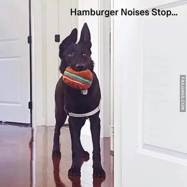 Hilarious Dog Memes (7)