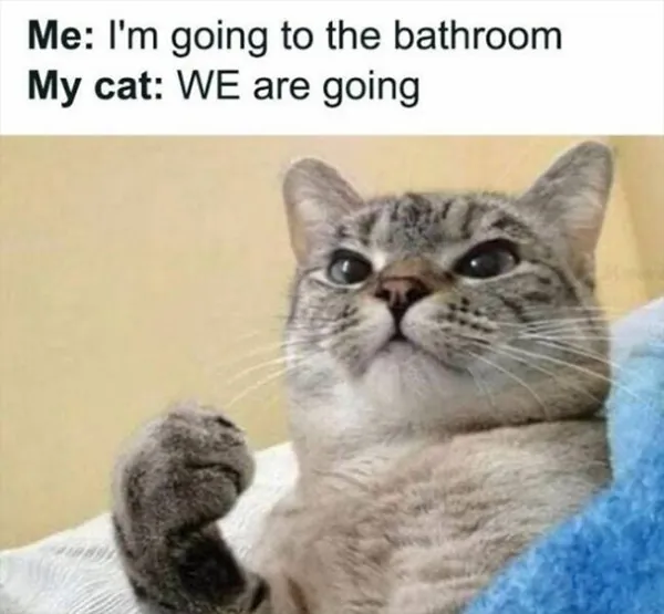 13 Funny Cat Memes to Make You Laugh (1)