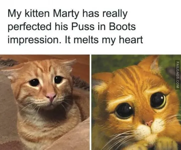 10 Animal Memes to Put a Smile on Your Face (5)