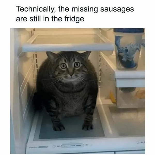 11 Hilarious Cat Memes You Will Laugh at Every Time (1)