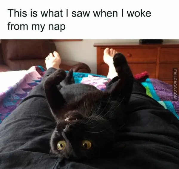 11 Hilarious Cat Memes You Will Laugh at Every Time (2)