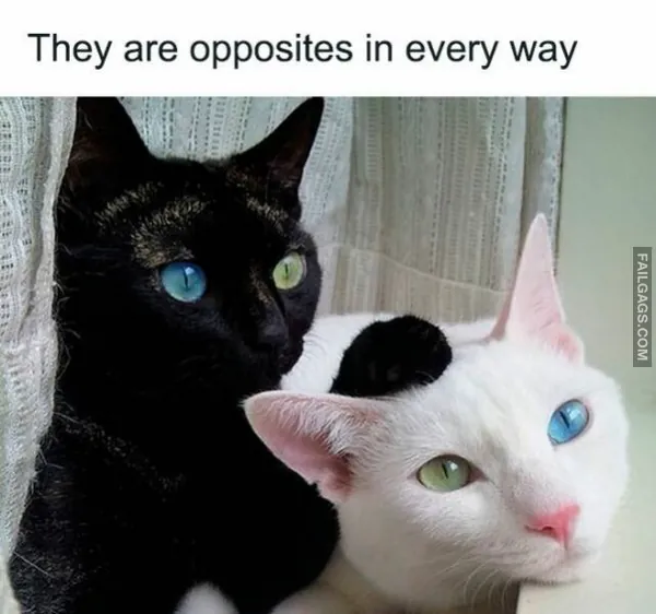 11 Hilarious Cat Memes You Will Laugh at Every Time (3)