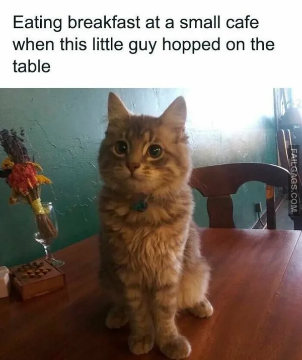 11 Hilarious Cat Memes You Will Laugh at Every Time (7)