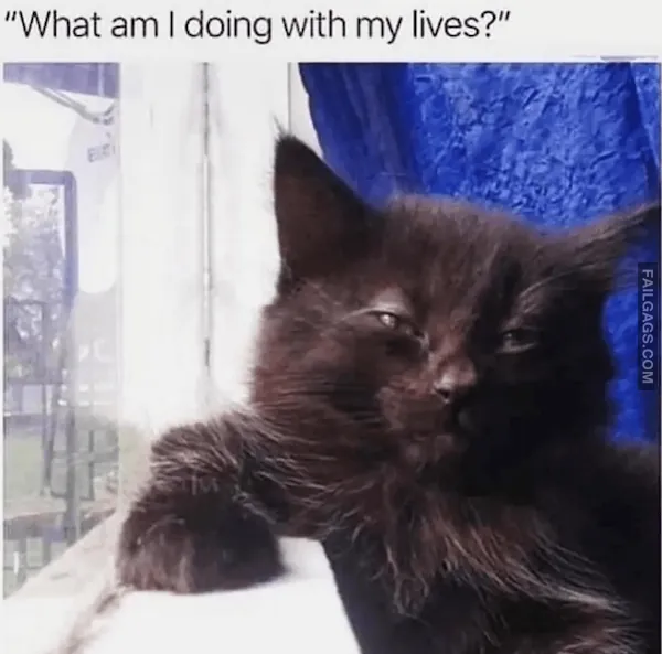 12 Animal Memes That Made Us Roar With Laughter (4)