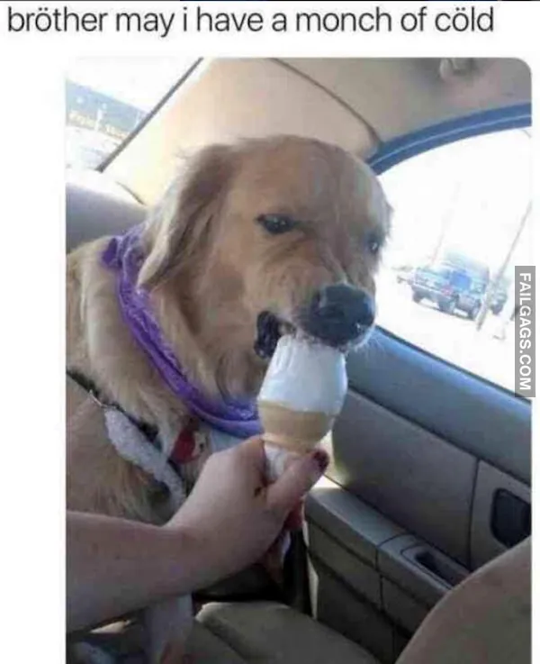 12 Animal Memes That Made Us Roar With Laughter (5)