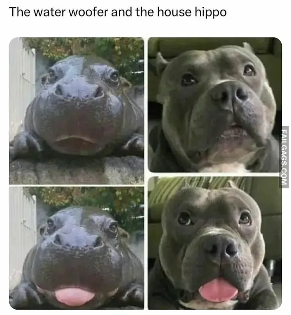 12 Hilarious Random Memes to Chase Away the Workweek Blues (7)