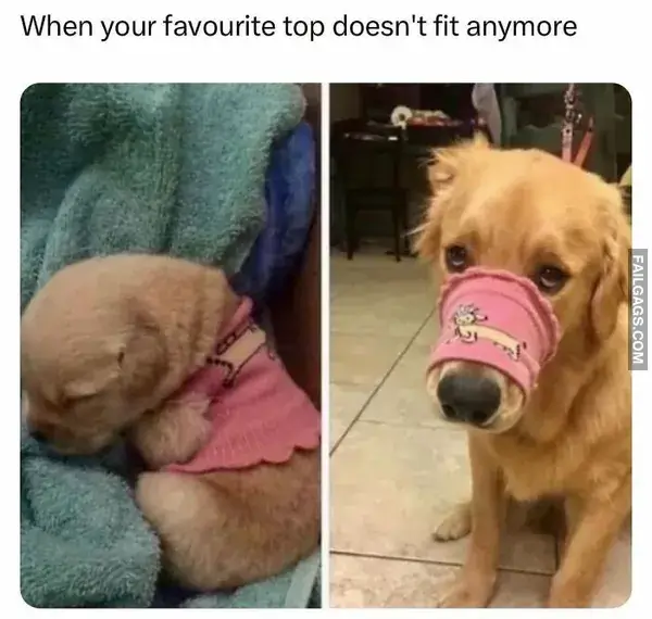 12 Hilarious Random Memes to Chase Away the Workweek Blues (8)