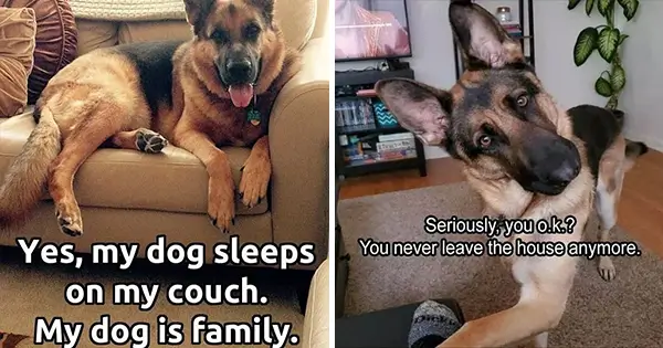 12 Wholesome Dog Memes of German Shepherds Being Sweet Bundles of Cuddles (1)