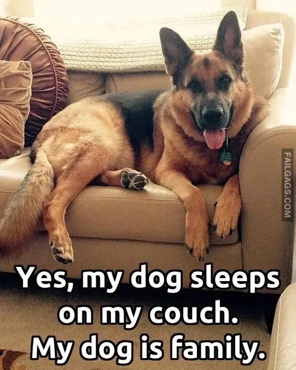 12 Wholesome Dog Memes of German Shepherds Being Sweet Bundles of Cuddles (13)