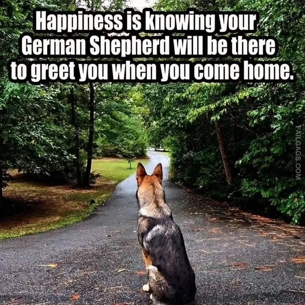 12 Wholesome Dog Memes of German Shepherds Being Sweet Bundles of Cuddles (3)