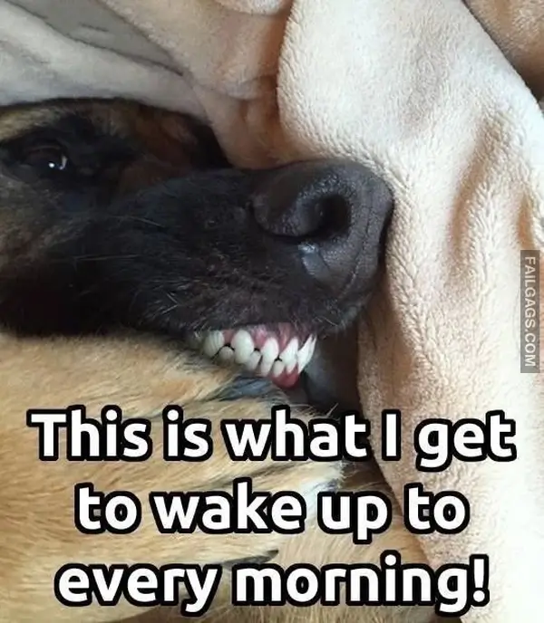 12 Wholesome Dog Memes of German Shepherds Being Sweet Bundles of Cuddles (4)